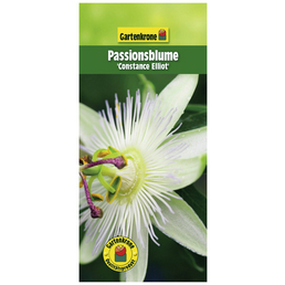 Gartenkrone Passionsblume, Passiflora caerulea »Constance Elliiot«, Blüte: creme
