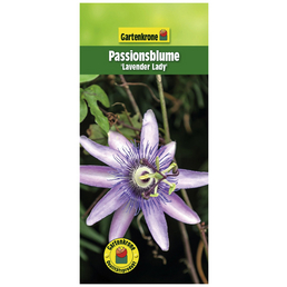 Gartenkrone Passionsblume, Passiflora caerulea »Lavender Lady«, Blüte: violett