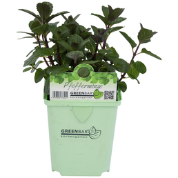 GREENBAR Pfefferminze, Mentha spicata v. crispa, 3er Set, zum Verzehr geeignet, im Topf