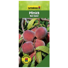 Gartenkrone Pfirsich, Prunus persica »Redhaven«, Früchte: süß