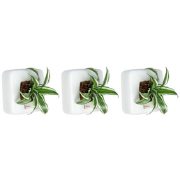  Pflanzen in Keramik 3er-Set, BxHxT: 16 x 16 x 22 cm, weiß