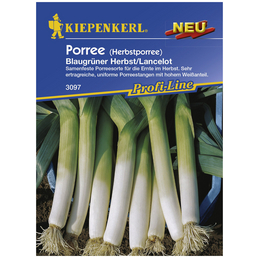 KIEPENKERL Porree porrum Allium