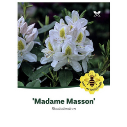  Rhododendron hybride »Madame Masson«, weiß, Höhe: 30 - 40 cm
