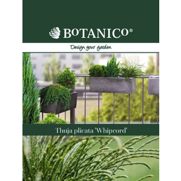 BOTANICO Riesenlebensbaum, Thuja plicata »Whipcord«, immergrün