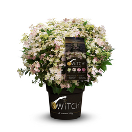 Rispenhortensie 'Switch'®, paniculata, Topf: 25 cm, Blüten: farbwechselnd
