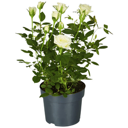 Gartenkrone Rose, Rosa hybrid, Blüte: weiß