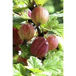  Rote Stachelbeere, Ribes uva-crispa »Captivator«, Frucht: rot, zum Verzehr geeignet