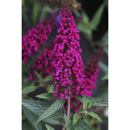 BUZZ™ Schmetterlingsflieder, Buddleja davidii »Buzz Velvet«, Blätter: grün, Blüten: purpurfarben