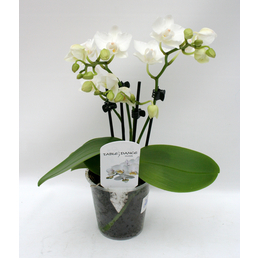  Schmetterlingsorchidee, hybride Phalaenopsis, Blüte: weiß, mit 3 Rispen