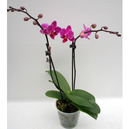  Schmetterlingsorchidee, hybride Phalaenopsis, Blüte: zweifarbig, mit 2 Rispen