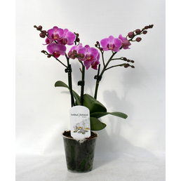  Schmetterlingsorchidee, hybride Phalaenopsis, Blüte: zweifarbig, mit 3 Rispen