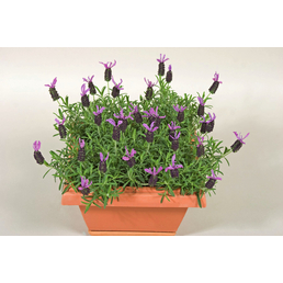  Schopf-Lavendel, Lavandula stoechas »Nuance«, aktuelle Pflanzenhöhe ca.: 60 cm, im Topf