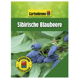 Gartenkrone Sibirische Blaubeere, Lonicera kamtschatica, Frucht: blau, zum Verzehr geeignet