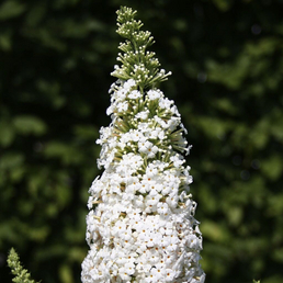  Sommerflieder, Buddleja davidii »White Profusion«, Blätter: grün, Blüten: weiß