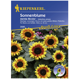 Kiepenkerl Sonnenblume Helianthus Annuus Samen Blute Weiss Hagebau De