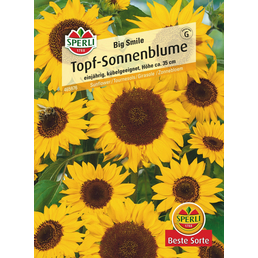 Sperli GmbH Sonnenblumen »Big Smile«, einjährig, kompakter Wuchs, Höhe ca. 35 cm