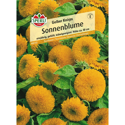 Sperli GmbH Sonnenblumen »Gelber Knirps«, einjährig, pollenarme Schnittblume, Höhe ca. 50 cm