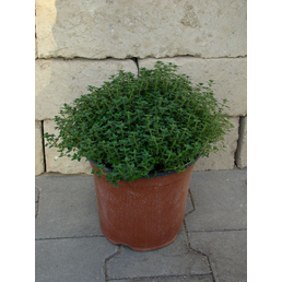 Gartenkrone Thymian, Thymus vulgaris, aktuelle Pflanzenhöhe ca.: 40 cm, im Topf