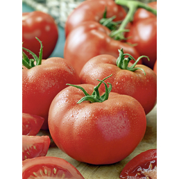 Gartenkrone Tomate esculentum var. esculentum Lycopersicon »Harzfeuer«