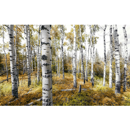 KOMAR Vliestapete »Colorful Aspenwoods«, Breite 450 cm, seidenmatt