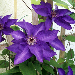 Gartenkrone Waldrebe Clematis The President Blau Winterhart Hagebau De