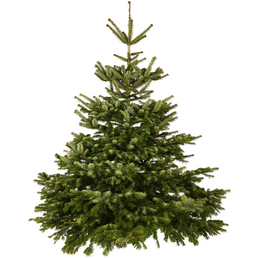 Weihnachtsbaum, Nordmanntanne , 200 - 250 cm