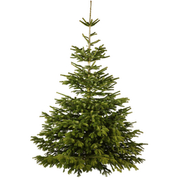 Gartenkrone Weihnachtsbaum, Nordmanntanne, 300 cm
