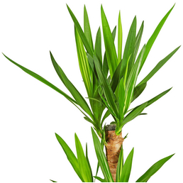 Yucca Palme Ohne Stamm Yucca Palme Ohne Stamm