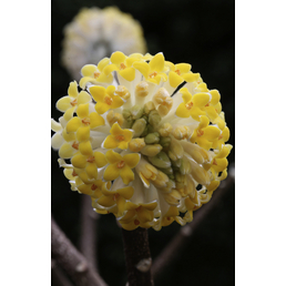  ziergehoelz Japanischer Papierbusch 'Winter Liebe', Edgeworthia chrysantha, Blüte: gelb/weiß