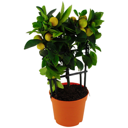  Zitruspflanze, Citrus limon »in Sorten«