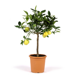 Gartenkrone Zitruspflanze, Citrus limon »in Sorten«