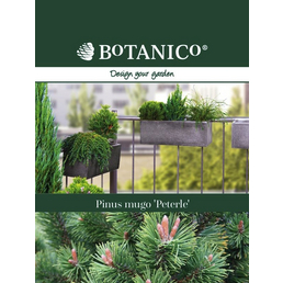 BOTANICO Zwergkiefer, Pinus mugo »Peterle«, immergrün